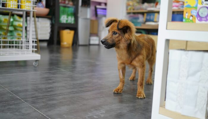 Perro en el interior de la tienda Huella Verde