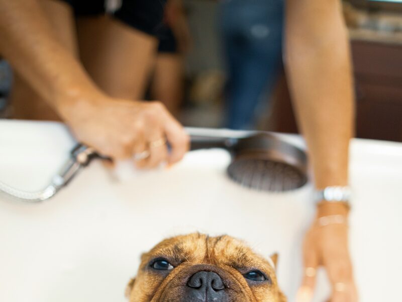 Perro disfrutando de un baño