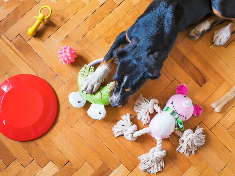 Perro jugando con juguetes en el suelo