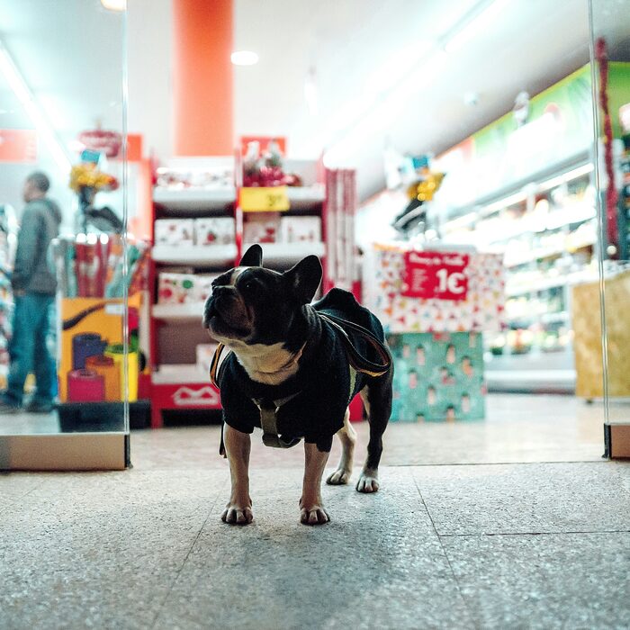 Perro paseando por la tienda