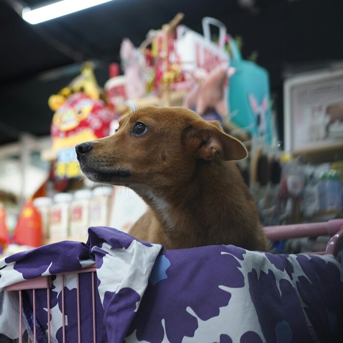 Perro curioso entre productos