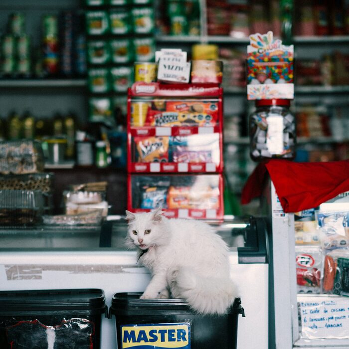 Gato blanco en la tienda